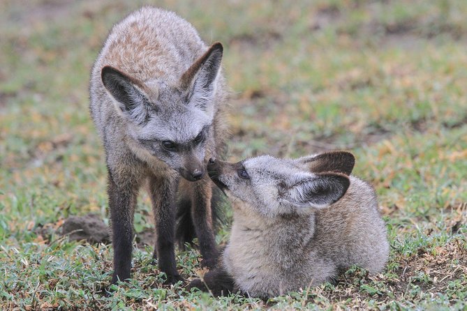 5 Days Tanzania Safari- Tarangire Np, Serengeti Np and Ngorongoro Crater - Tarangire and Lake Manyara need a clear explanation