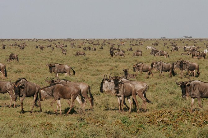 5 Days Tanzania Safari- Tarangire Np, Serengeti Np and Ngorongoro Crater - Day 2: The long road to Serengeti