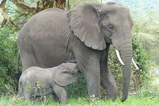 5 Days Tanzania Wildlife Safari Private Tour - Why this private safari works well
