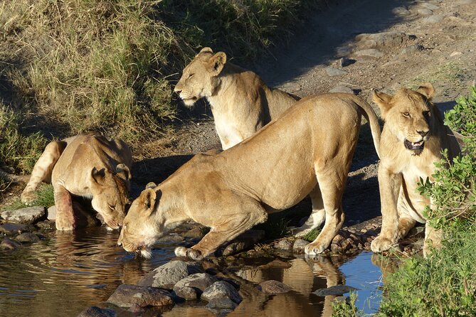 5 Days Tanzania Wildlife Safari Private Tour - Day 3: The Ngorongoro Crater from rim to floor