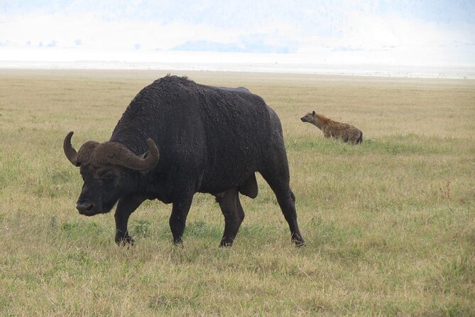 5 Days Tanzania Wildlife Safari Private Tour - Day 4: Tarangire’s baobabs and elephant country