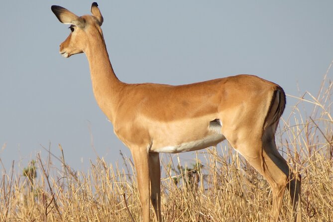 5 Days Tanzania Wildlife Safari Private Tour - Day 5: A short Arusha finish