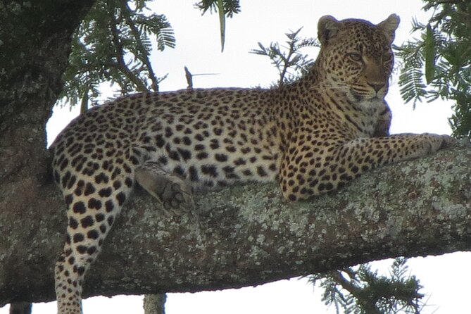 5 Days Tanzania Wildlife Safari Private Tour - What the $3,800 price means