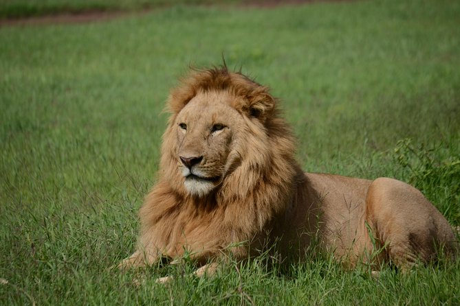 5 Days Tarangire ,Serengeti.Ngorongoro and Lake manyara - Four national parks, one budget safari