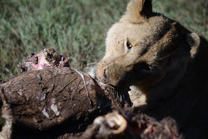 5 Days Tarangire ,Serengeti.Ngorongoro and Lake manyara - Day three: an early Serengeti game drive