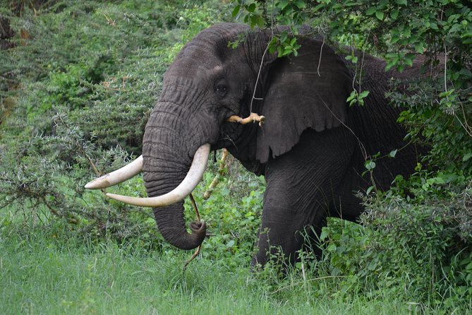 5 Days Tarangire ,Serengeti.Ngorongoro and Lake manyara - What the guides add to the experience