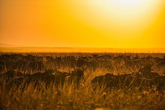 5-days Tarangire-Serengeti-Ngorongoro Safari - Why this route works in only five days