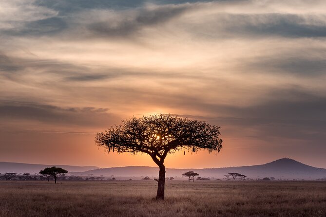 5-days Tarangire-Serengeti-Ngorongoro Safari - Day 3: A full Serengeti game-drive day