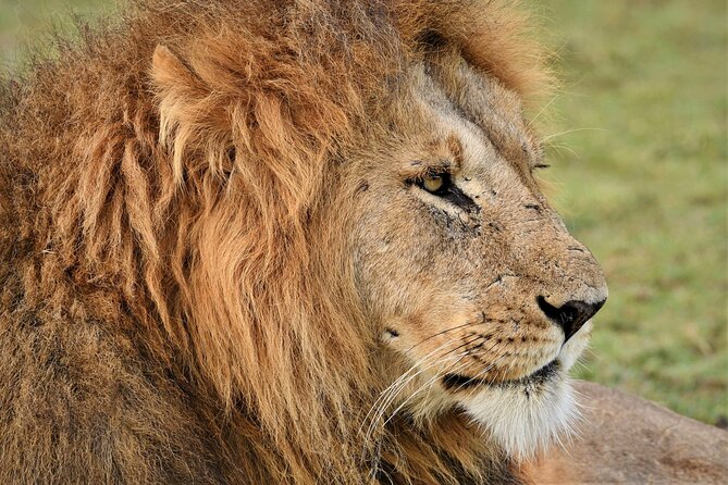 5-days Tarangire-Serengeti-Ngorongoro Safari - The guide and food can make or break the ride