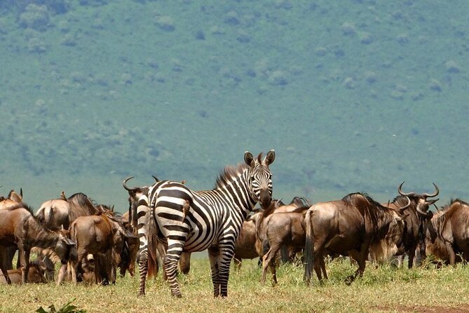 5 Days Under Serengeti Skies Tour - Days 2 and 3: Two chances to find the Serengeti’s big cats