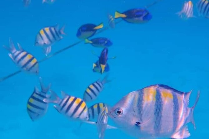 5-Hour Snorkeling, Swimming with Dolphins and Sea Turtles Aquarium - Mnemba Atoll from Nungwi: what this day is really about
