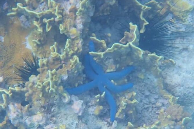 5-Hour Snorkeling, Swimming with Dolphins and Sea Turtles Aquarium - The morning schedule and meeting point