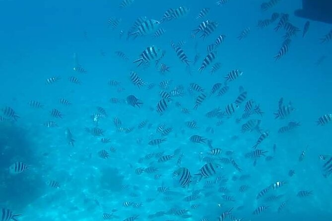 5-Hour Snorkeling, Swimming with Dolphins and Sea Turtles Aquarium - The sandbank picnic and a pause from the boat
