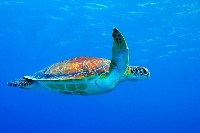 5-Hour Snorkeling, Swimming with Dolphins and Sea Turtles Aquarium - Rough seas, rain, and comfort on the water