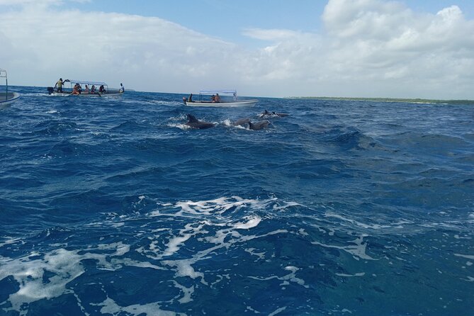 5-Hour Snorkeling, Swimming with Dolphins and Sea Turtles Aquarium - What the $60 price delivers