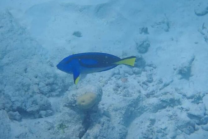 5-Hour Snorkeling, Swimming with Dolphins and Sea Turtles Aquarium - Who will enjoy this five-hour outing