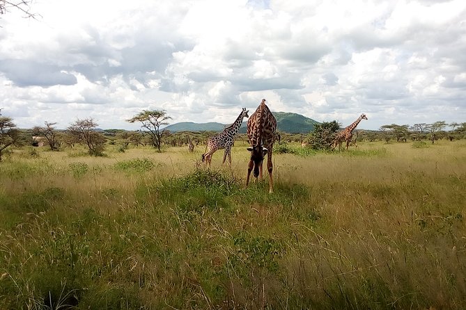 5Days Family _Group Tour Lodging Mid-Range in the Jungle - A fast route through Tanzania’s northern parks