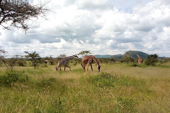 5Days Family _Group Tour Lodging Mid-Range in the Jungle - Day 1: Lake Manyara and the Rift Valley escarpment