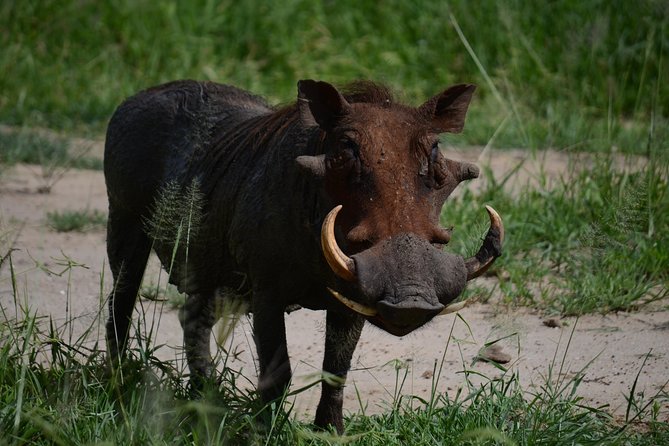 5days Tanzania Safari lodge and camping Serengeti, Tarangire & Ngorongoro Crater - Day 3: From Karatu to the Serengeti