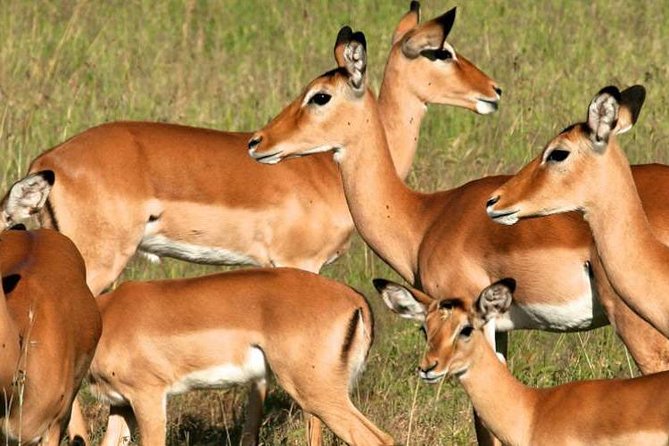 5days Tanzania Safari lodge and camping Serengeti, Tarangire & Ngorongoro Crater - Day 5: Into Ngorongoro Crater