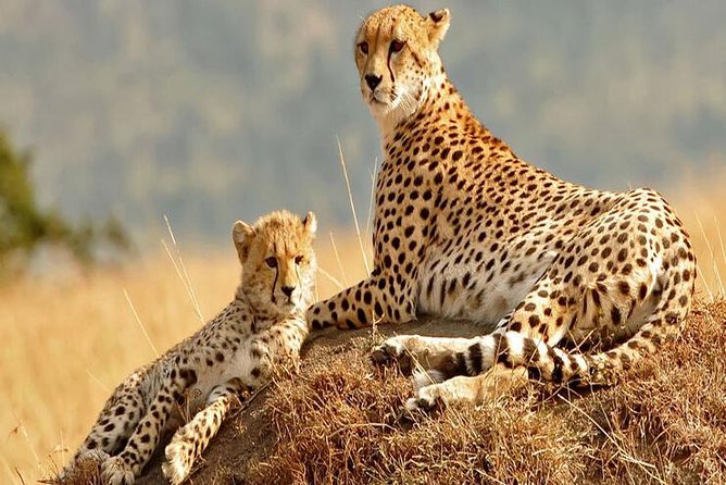 5days Tanzania Safari lodge and camping Serengeti, Tarangire & Ngorongoro Crater - The guides and the feel of a small group