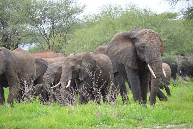 5days Tanzania Safari lodge and camping Serengeti, Tarangire & Ngorongoro Crater - Day 2: Forest monkeys and Lake Manyara