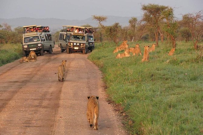 5days Tarangire,Serengeti,ngorongoro Crater and Lake Manyara National park - Day 4: Descending into Ngorongoro Crater