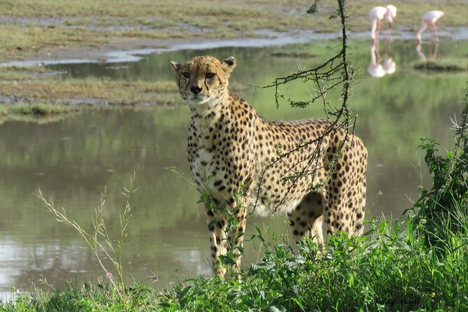 6- Day Adventure Lodge safari to see Migration - Day 4: Kogatende and the Mara River crossing zone