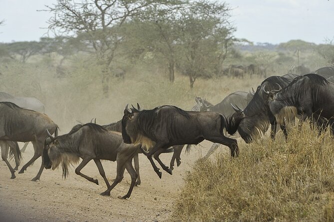 6- Day Adventure Lodge safari to see Migration - Day 6: Ngorongoro Crater and the return to Arusha