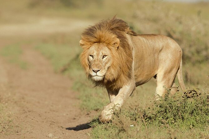 6- Day Adventure Lodge safari to see Migration - The guide can make or break the long days