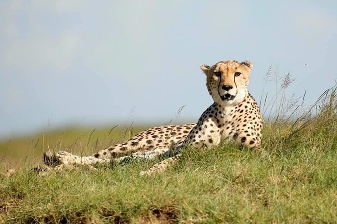 6-Day Big Five Magic Safari Tour - Four parks, one ambitious safari route