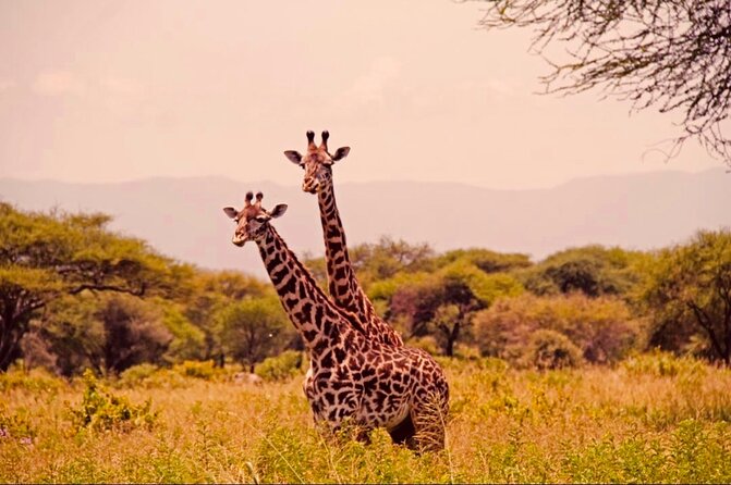 6-Day Big Five Magic Safari Tour - Days 3 and 4: Two full days to search the Serengeti