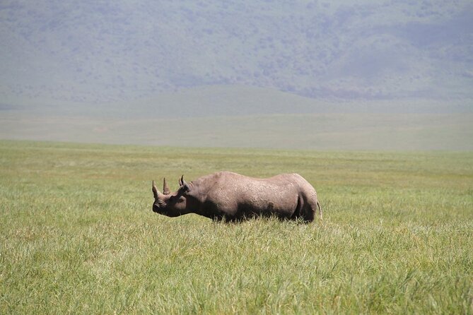 6-Day Big Five Magic Safari Tour - Day 6: Lake Manyara adds forest, hippos, and flamingos