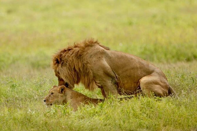 6-Day Big Five Magic Safari Tour - Meals, lodging, and what the $1,890 covers
