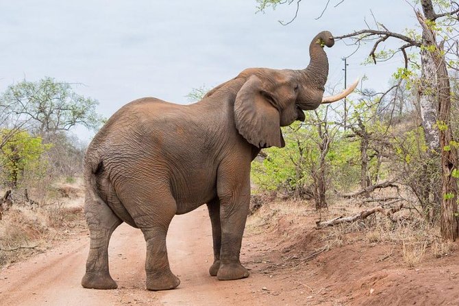 6-Day Budget Lodge Safari in Tanzania - Day six at Ngorongoro Crater: a concentrated wildlife finale