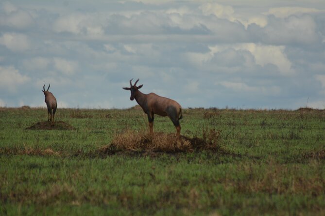 6-Day Essence of Serengeti & Ngorongoro Migration Safari - Four days in the Serengeti, with time to wait for wildlife