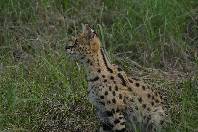 6-Day Essence of Serengeti & Ngorongoro Migration Safari - Day 1: From Arusha toward the endless Serengeti plains