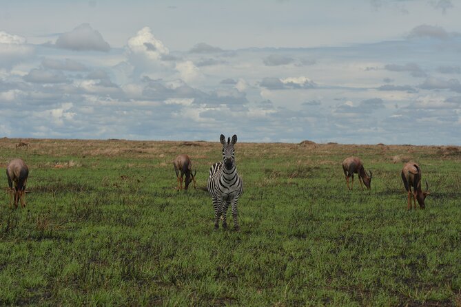 6-Day Essence of Serengeti & Ngorongoro Migration Safari - Day 6: Ngorongoro Crater and dense wildlife viewing