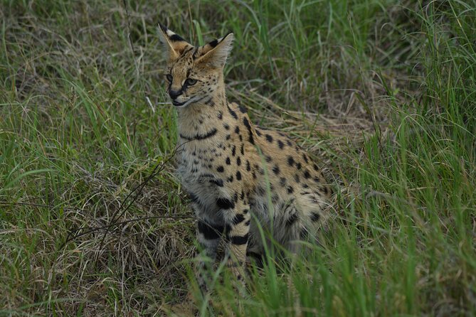 6-Day Essence of Serengeti & Ngorongoro Migration Safari - What the $3,713 price covers