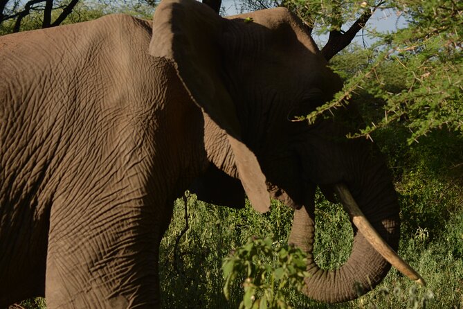 6-Day Essence of Serengeti & Ngorongoro Migration Safari - Day 3: A full Serengeti day shaped by rainfall