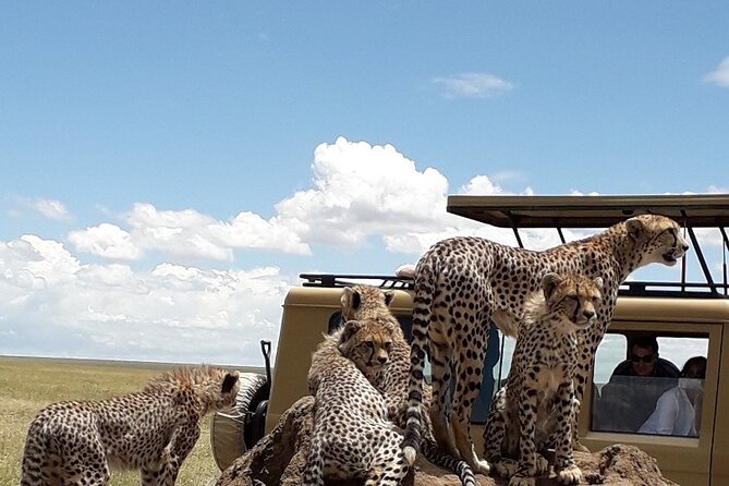 6 Day Group Camping Safari Tarangire Serengeti Ngorongoro Manyara - Day 1: Tarangire’s elephants and baobabs