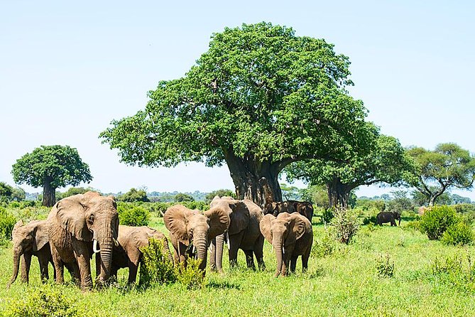 6 Day Group Camping Safari Tarangire Serengeti Ngorongoro Manyara - Day 2: The long road to Serengeti