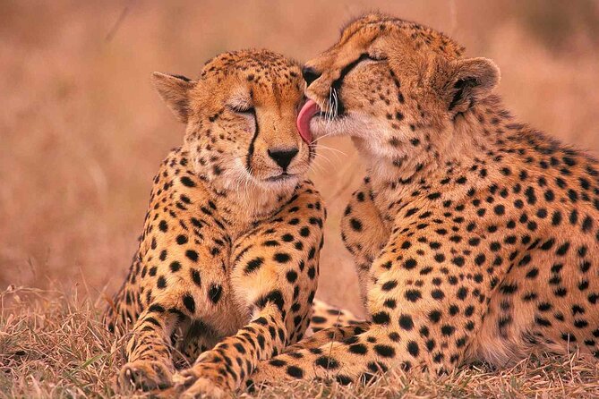 6-Day Honeymoon Safari Tour Package in Tanzania - Day 6: Airport transfer and a clean finish