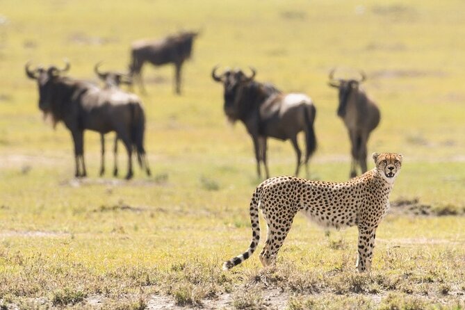 6-Day Honeymoon Safari Tour Package in Tanzania - Day 1: Easy arrival and a useful Arusha briefing
