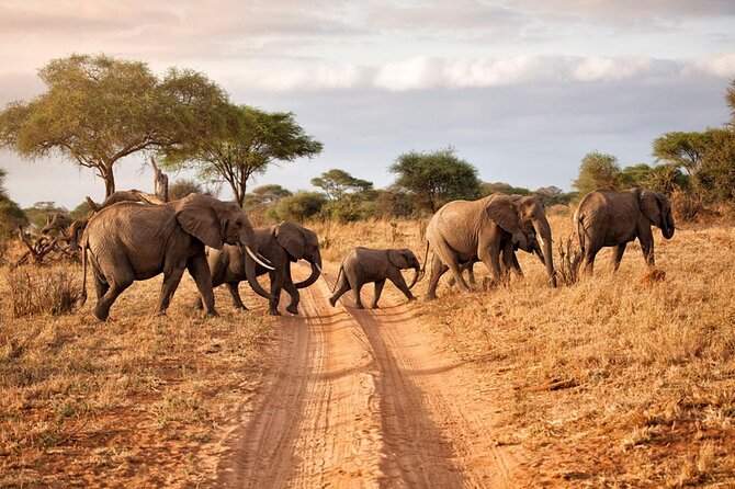 6-Day Luxury Tanzania Premium Safari - Key points at a glance