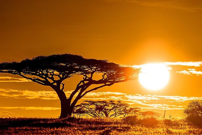 6 Day: Magnificent Wildlife Adventure - Day three: Make the Serengeti day your own