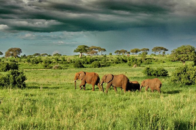 6 Day: Magnificent Wildlife Adventure - Day four: Sunrise game viewing and the road to Ngorongoro