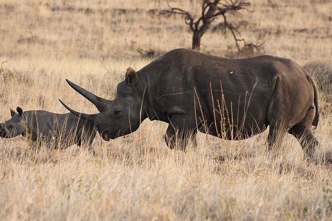 6 Day: Magnificent Wildlife Adventure - Day five: A full morning inside Ngorongoro Crater