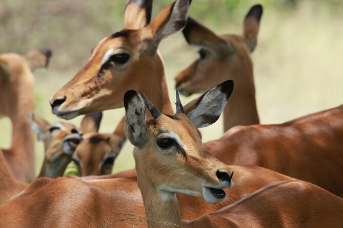 6-Day Northern Safari - Day three: crossing the Ngorongoro highlands to Serengeti