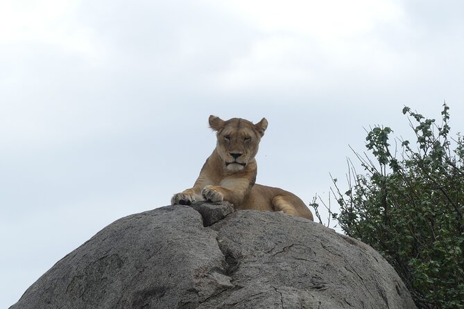 6-Day Northern Safari - Day four: give the Serengeti the time it deserves
